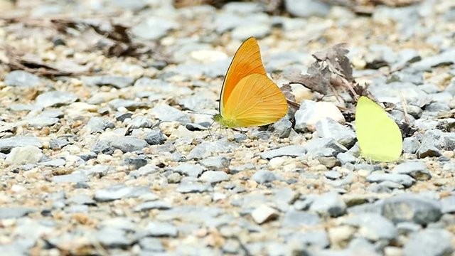 yellow black butterflies up close 