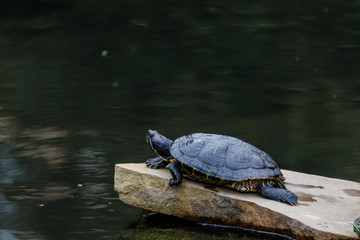 Obraz premium Turtle at University of Texas Austin