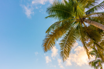 Naklejka na ściany i meble Coconut tree over blue sky .