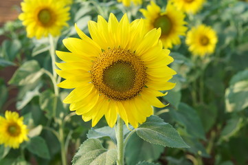 Sunflower in the garden