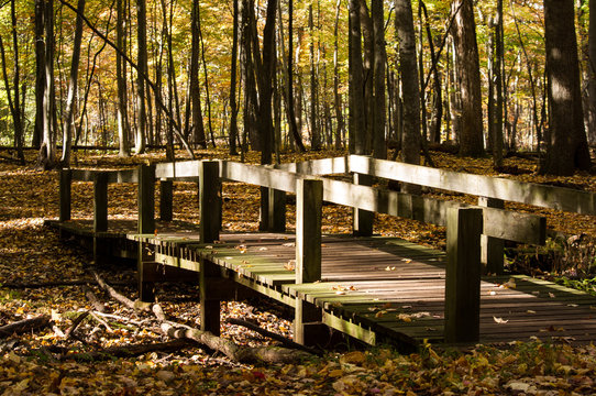 wooden foot bridge with fall colors in a forest settings