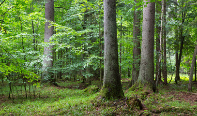Fototapeta premium Three old spruces natural late summer