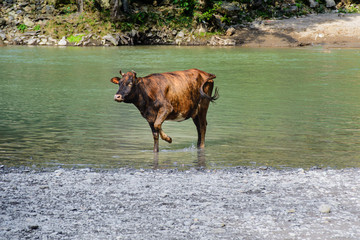 the cow on the river