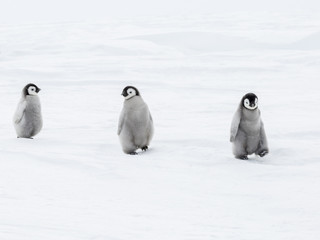 Emperor Penguin chicks on the frozen Weddell Sea