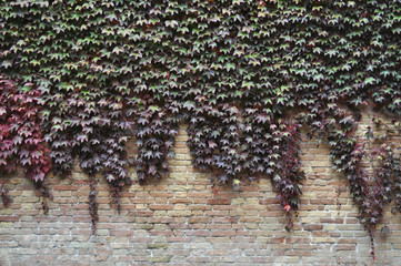 Ivy plant on wall