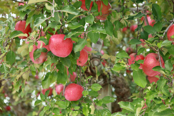 木に生っているりんご