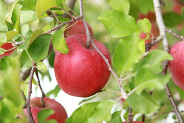 木に生っているりんご