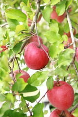 木に生っているりんご