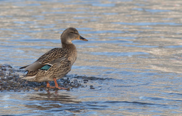 Mallard