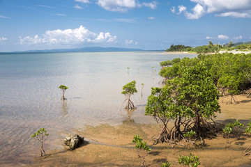 石垣島の海とヤエヤマヒルギの木