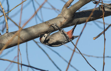 Syrian Woodpecker