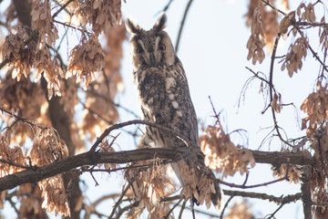 Long-eared Owl