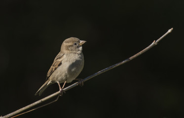 House sparrow