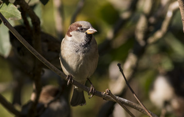 House sparrow