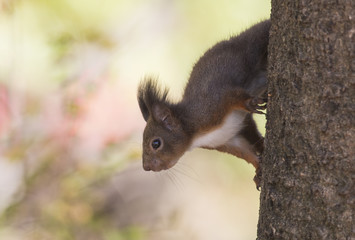 Red squirrel