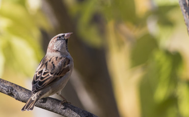 House sparrow