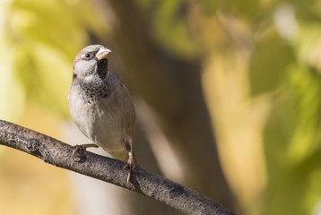 Naklejka premium House sparrow
