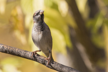 House sparrow