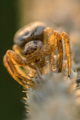 Small hair laterigrade spider