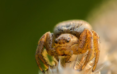 Small hair laterigrade spider