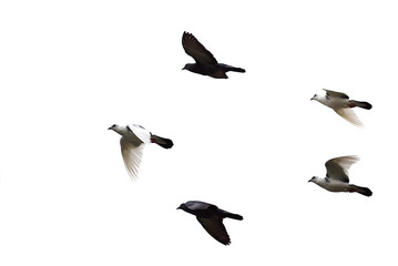 Pigeons fly as a group