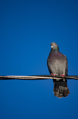 pigeon on a wire