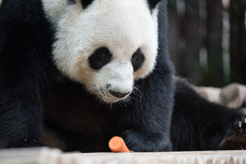 Fototapeta premium Panda