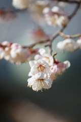 梅の花