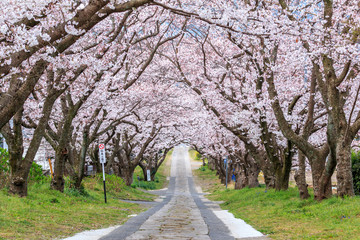 桜のアーチ