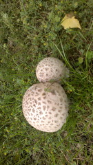 Deux champignons et une feuille sur de l'herbe