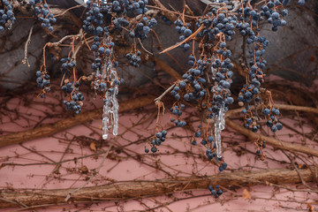 Icicles are melting as spring came