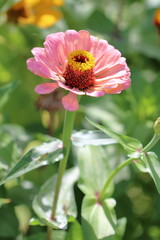 zinnia
