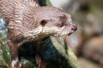 カワウソのポートレート