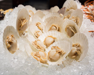 close up of scallop shell on ice