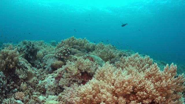 Hawksbill turtle on a colorful coral reef. 4k footage