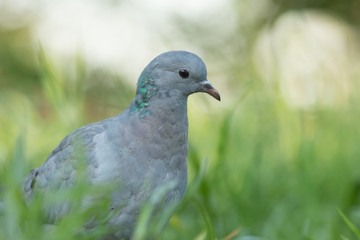 Stock Dove