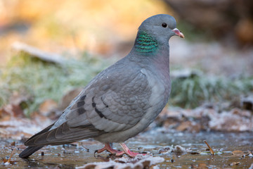 Stock Dove on the ice (Netherlands)
