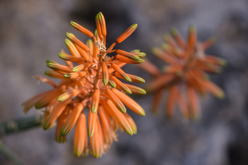 Sch&ouml;ne exotische Bl&uuml;te