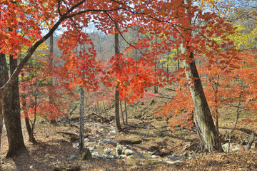 Autumn maples 8