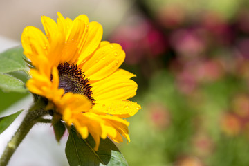 ヒマワリの花