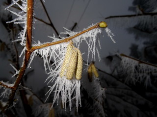 Tree covered with hoar frost close-up, hoar frost covered branches at winter forest
