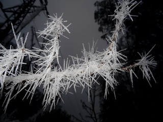 Tree covered with hoar frost close-up, hoar frost covered branches at winter forest