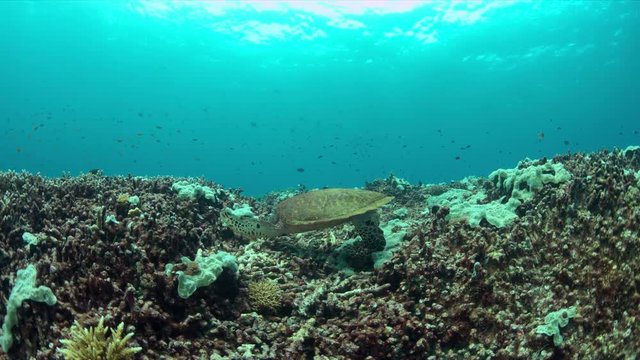 Hawksbill turtle on a colorful coral reef. 4k footage