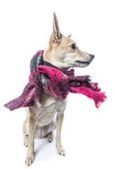 Dog in scarf 