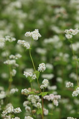 花が満開の蕎麦畑