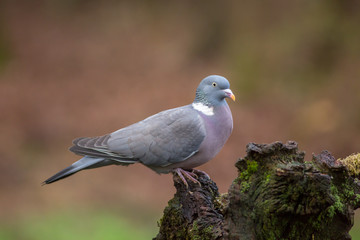 Wood Pigeon