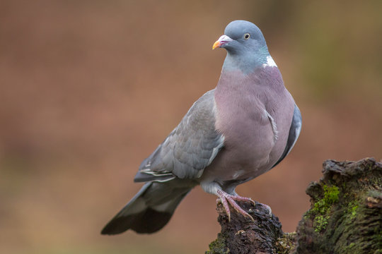 Wood Pigeon
