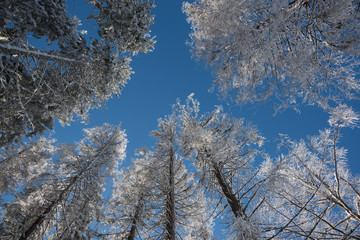 Frosted trees against blue sky