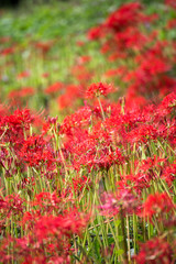 彼岸花