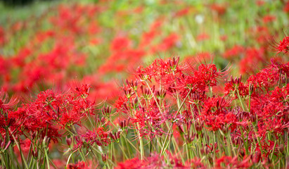 彼岸花